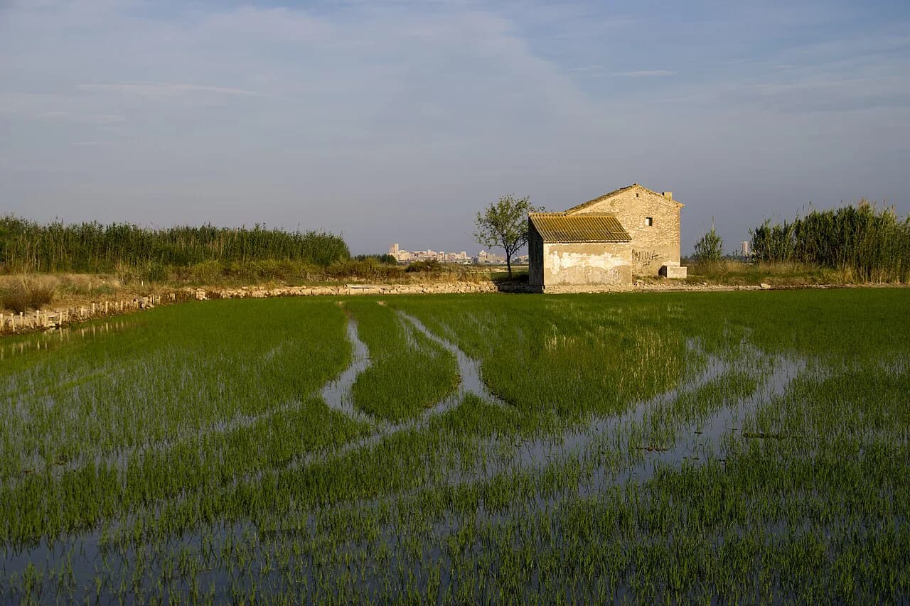 Albufera Natural Park Valencia: A 2026 Guide to Boats, Birds, and Paella