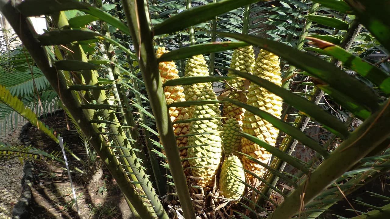 Orto Botanico di Catania: A Practical Visitor Guide