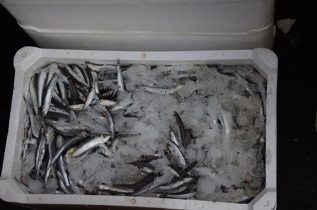 Pescheria di Catania: A Practical Visitor Guide to the Fish Market