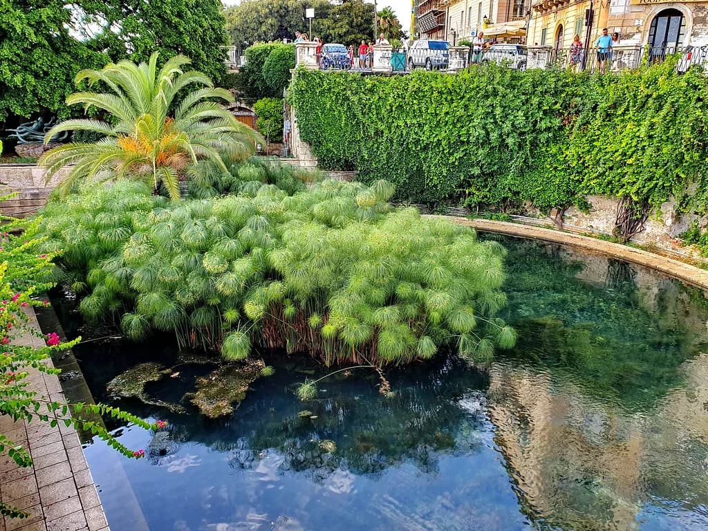 Fountain of Arethusa, Ortigia: Myth, Papyrus and Visiting Tips