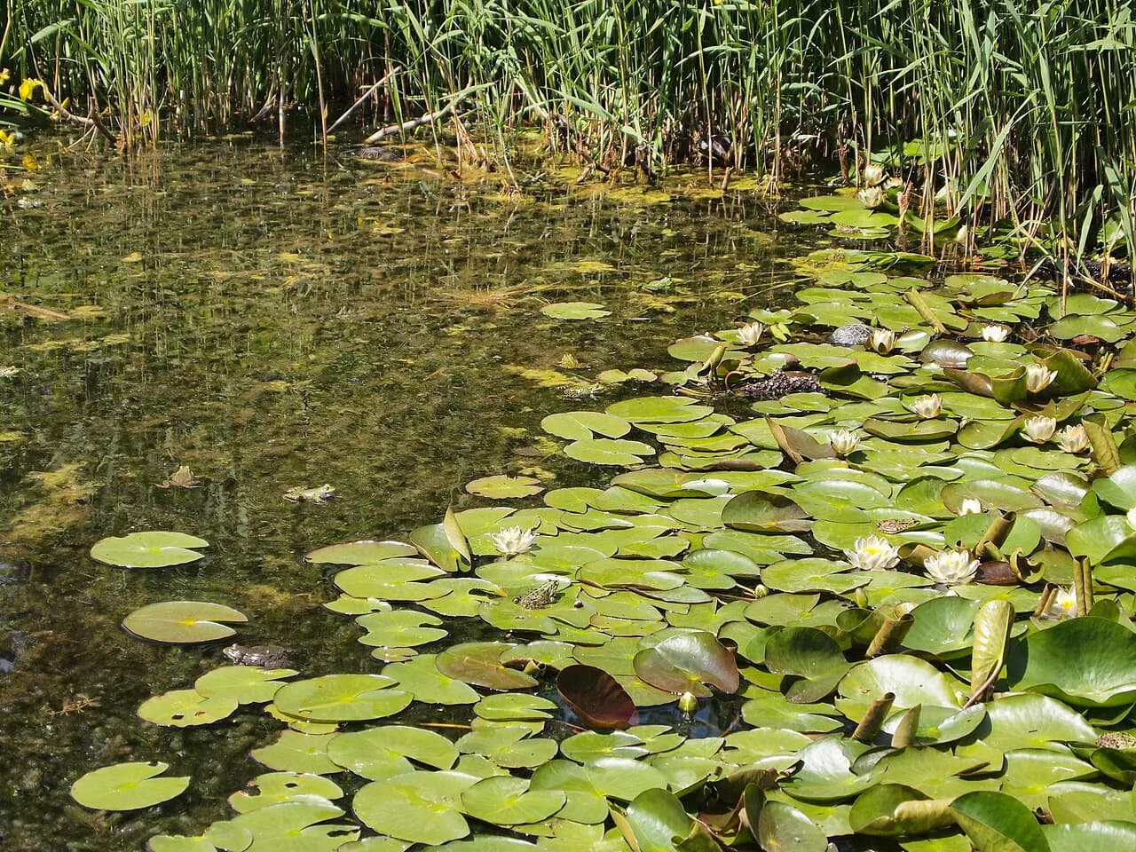 Ljubljana Botanical Garden: The Complete 2026 Visitor Guide