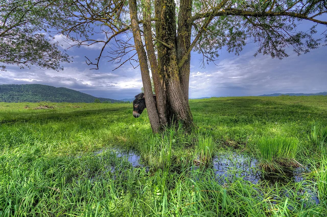 Ljubljana Marshes Pile Dwellings: A Visitor's Guide to Morostig and Ig