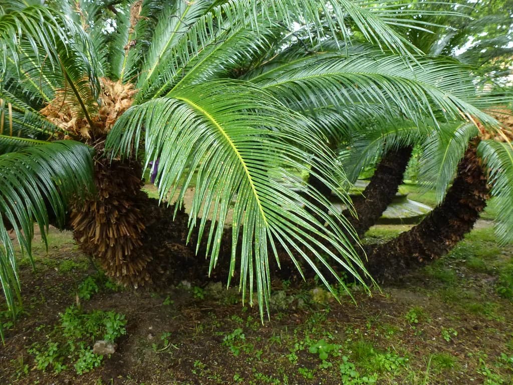 Orto Botanico di Pisa: Visitor Guide to the Historic Garden