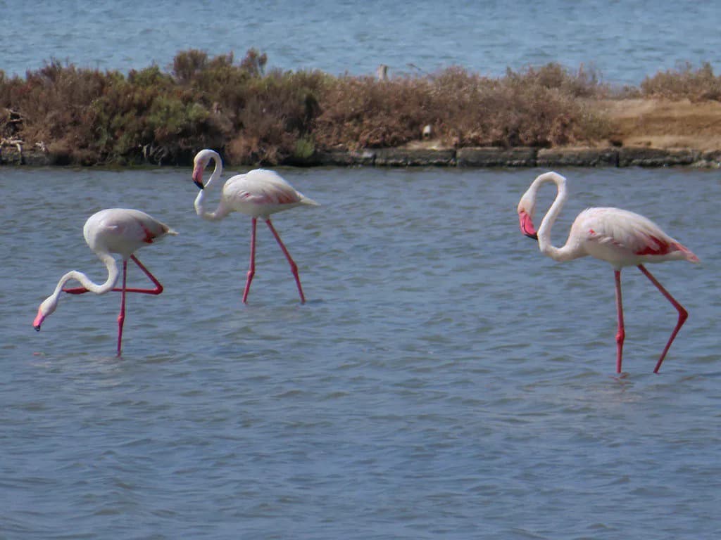 Trapani and Paceco Salt Flats: A Practical Reserve Guide