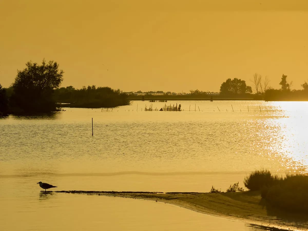 Venetian Lagoon: A Complete Guide to the Islands and Ecosystem