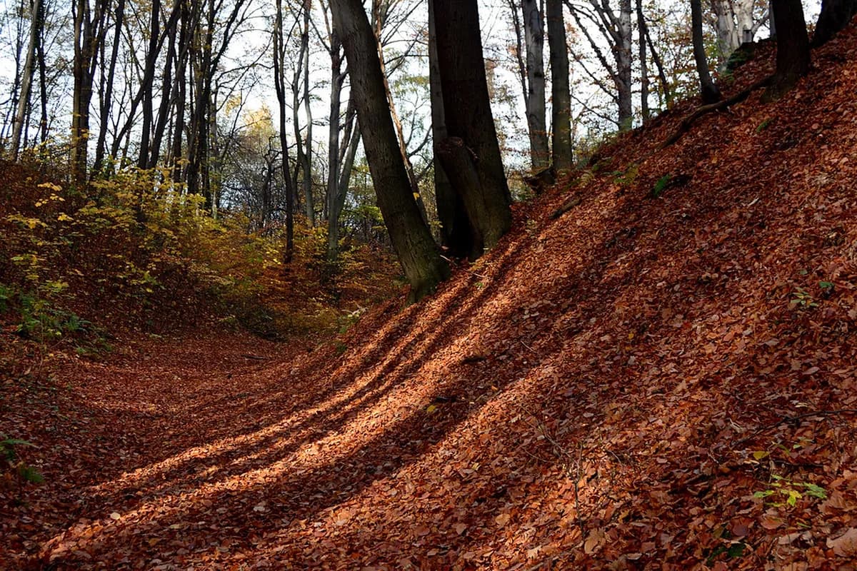 Wolski Forest Krakow Travel Guide