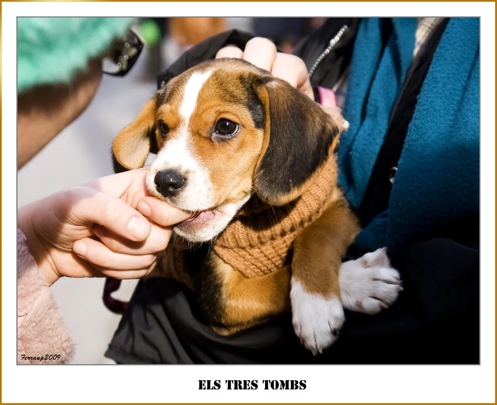 The Winter Festivals Three Kings Santa Eulàlia and What Competitors Skip in Barcelona