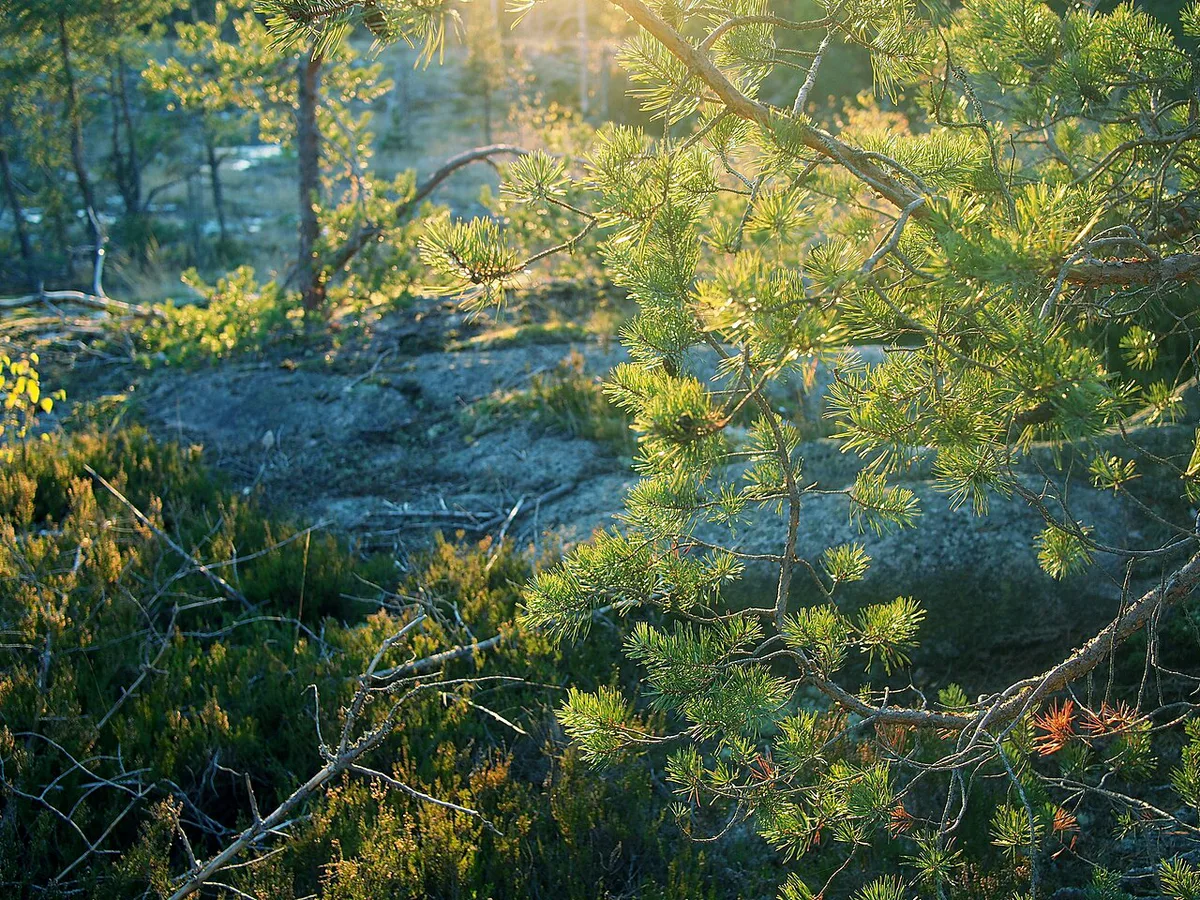 Pinus sylvestris in Nuuksio National Park Espoo Finland (55767728) — 1