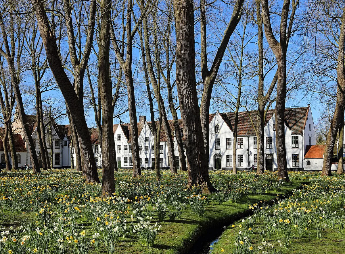 Swans gliding on Minnewater, the Lake of Love, beside the Begijnhof in Bruges — 1