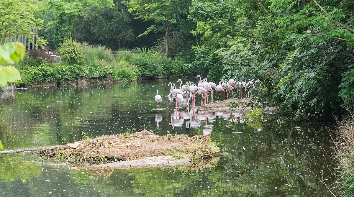 Families walking beside the lake in Parc de la Tête d'Or with its free zoo in Lyon — 1