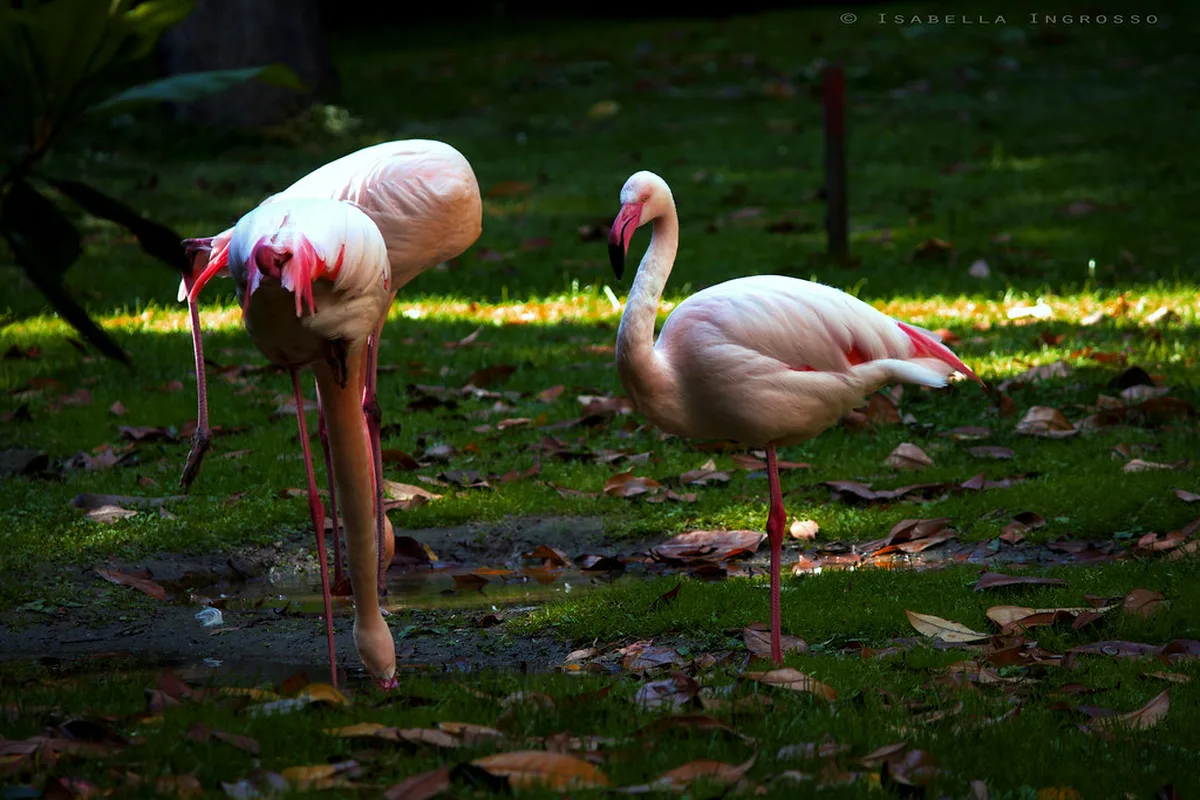 Secret Parks, Flamingos, and Unexpected Spots in Milan