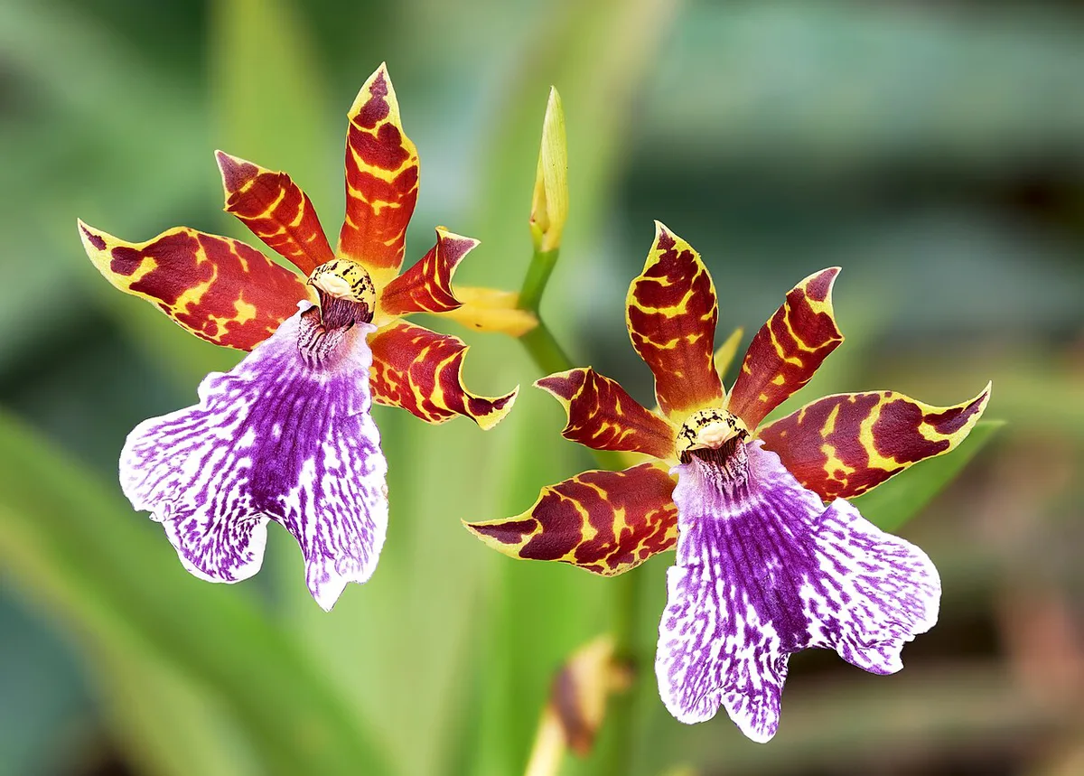 Zygopetalum 'Dunkle Blüte' — 2