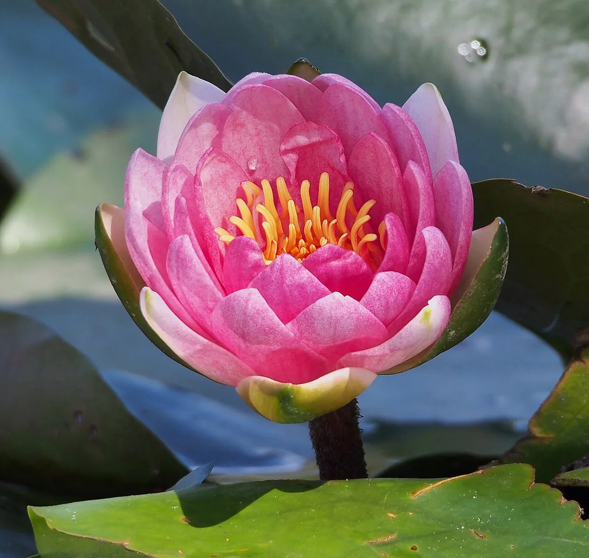 Nymphaea Laydekeri Purpurata (park Tivoli) — 2