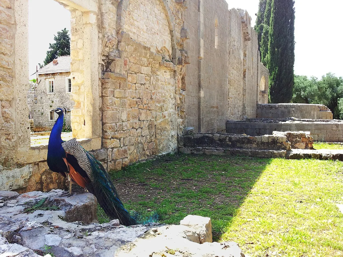Peacocks wandering near the Benedictine monastery ruins on Lokrum island near Dubrovnik — 1